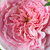 Różowy  - Angielska róża - Ausbite